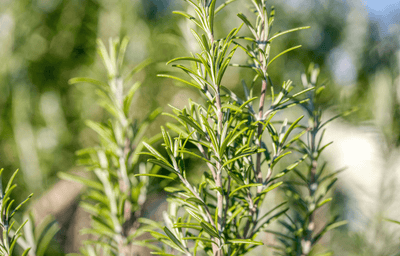 3 Haircare Ingredients to Heal Your Scalp Naturally